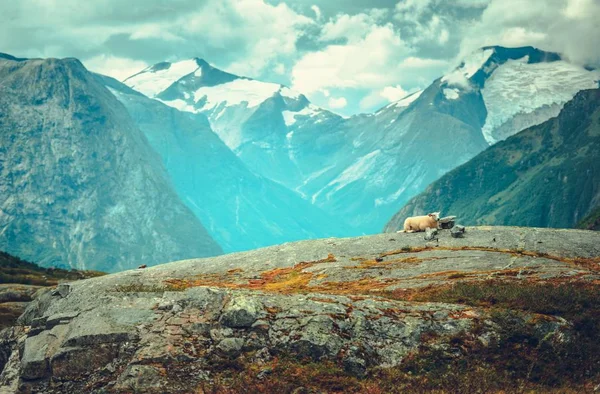 Mooie Noorse Landschap Met Schapen Een Rots Leggen Bergen Gletsjers — Stockfoto