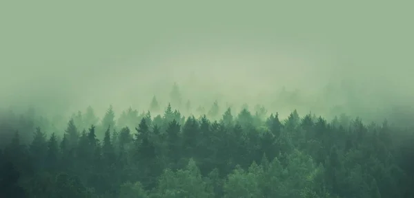 Foggy Forest Panorama Scenic Forestry Low Elevated Clouds — Stock Photo, Image