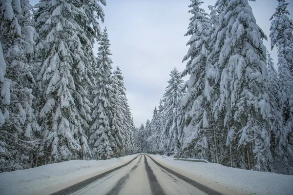 Scenic Winter Road Arbres Couverts Neige Épaisse Saison Hiver Conduite — Photo