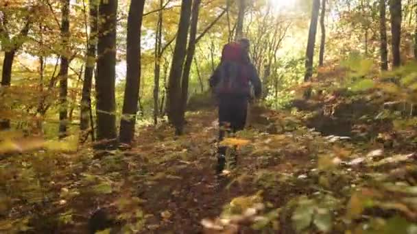 Kaukasischer Wanderer Mit Rucksack Auf Sonnigem Herbstlaubpfad — Stockvideo