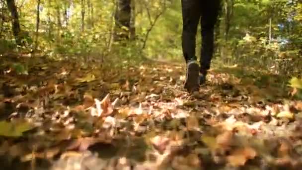 Herbstzeit Waldlauf Läufer Auf Dem Landschaftlich Reizvollen Herbstlichen Forstweg — Stockvideo