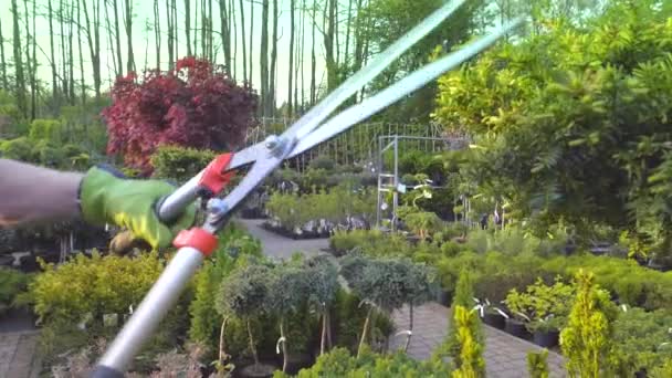 Plantas Recorte Jardinero Por Electric Trimmer — Vídeo de stock