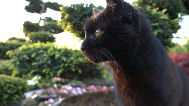 Black Cat Enjoying Warm Day Closeup Slow Motion — Stock Video