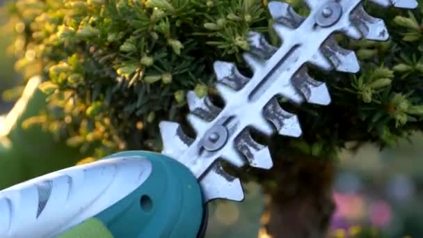花园商店中的园丁修剪植物特写镜头慢动作画面 — 图库视频影像