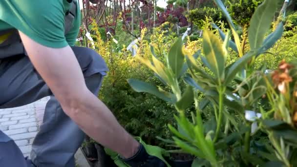 彼の庭のプロジェクトの最もよい植物をピーキングの庭師 — ストック動画