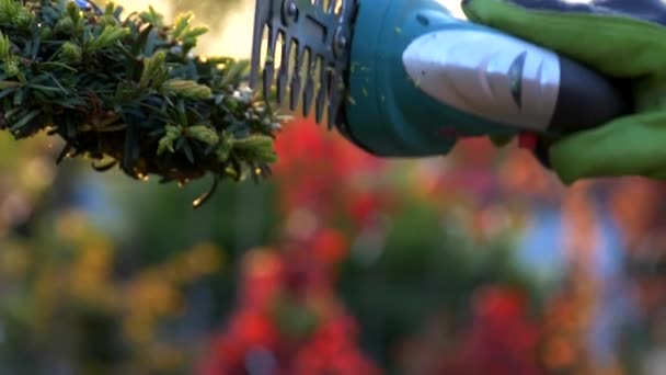 Garden Plant Trimming Topiary Theme Closeup Slow Motion — Stock Video