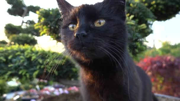 Чорний Кіт Насолоджується Теплим Днем Сидячи Між Садовими Рослинами — стокове відео