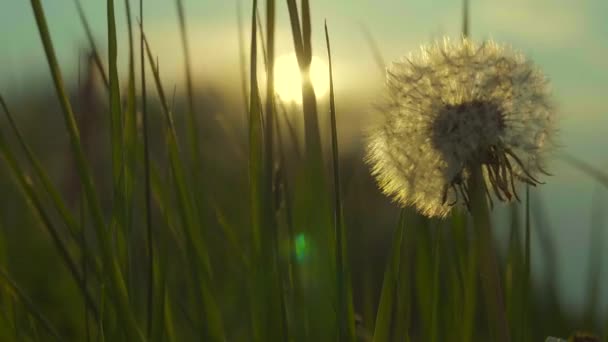 Dente Leone Macro Grassland Primo Piano Lento Filmati Movimento Durante — Video Stock