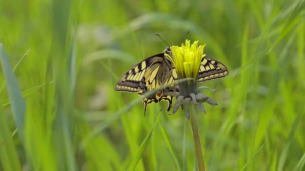 Butterfly Slow Motion Closeup Spring Wild Meadow Butterfly — Stock Video