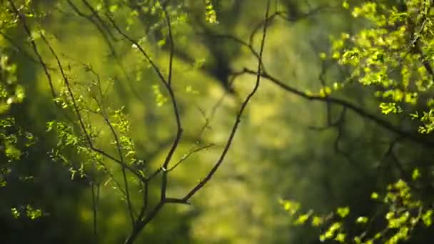 Blühende Frühlingsvegetation Flache Tiefenschärfe Der Waldaufnahmen — Stockvideo