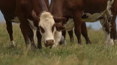 Alp inekler portre. Kırsal köy ve çiftlik turizmi