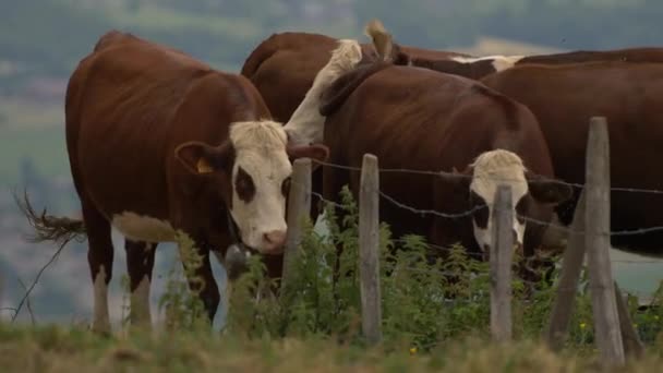 Kor Och Jordbruksmarken Landsbygden Betesmark — Stockvideo