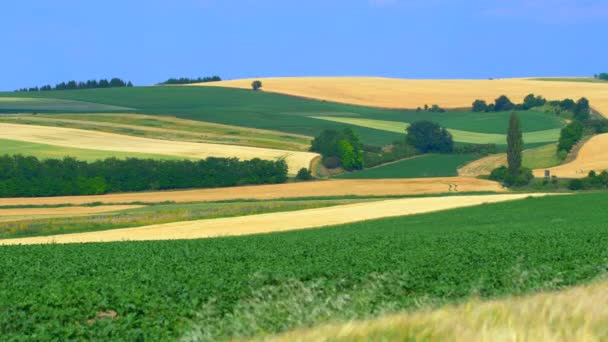 Landschaftlich Reizvolle Landschaft Thema Landwirtschaft — Stockvideo