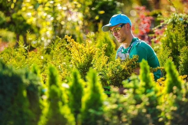 Gardener Caucasiano Profissional Jardim Durante Manutenção Verão — Fotografia de Stock