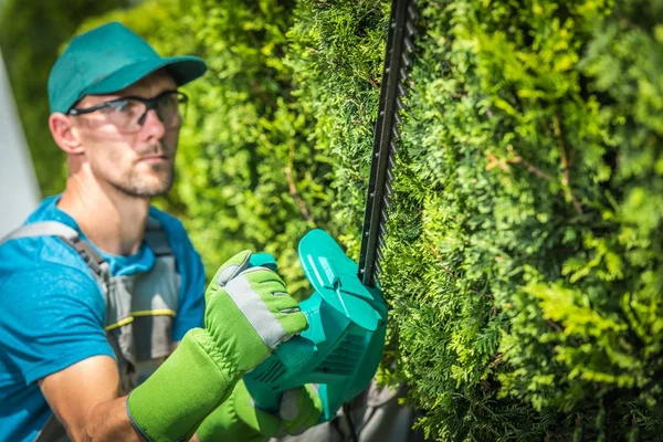 Green Tree Muur Door Professional Kaukasische Tuinman Trimmen Zijn 30S — Stockfoto