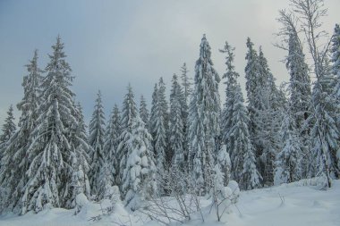 Çam ağaçları tarafından ağır kar kaplı. Orman kış manzarası.