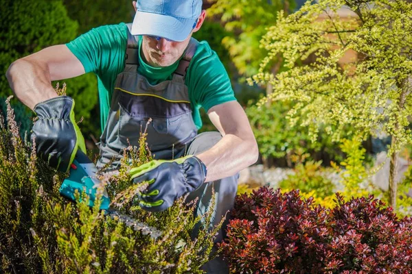 Jardinero Caucásico Sus Años Trabajando Jardín Plantas Recorte Usando Recortador — Foto de Stock