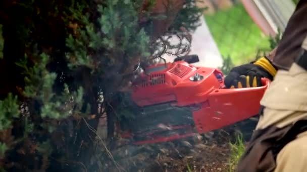 Uomini rimozione alberi da giardino utilizzando motosega a benzina — Video Stock