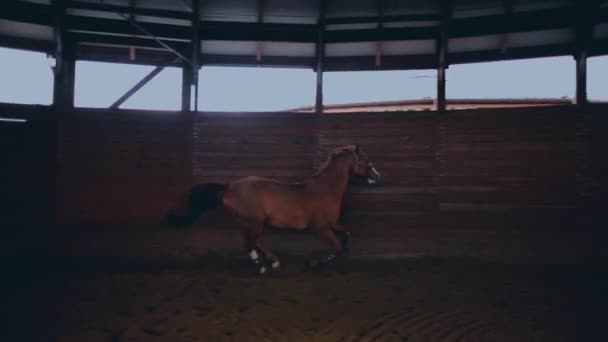 Caballo corriendo en la pequeña arena de madera — Vídeo de stock