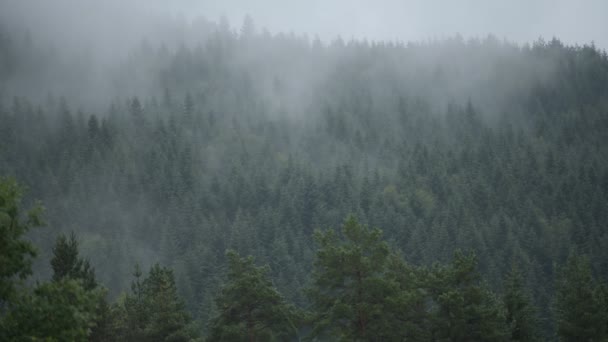 Foggy Forest Hills. Bewolkt landschap. — Stockvideo