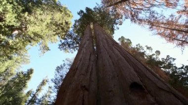 ,Kaliforniya 'da Sequoia Milli Parkı 'nda Dev Sequoias yeri