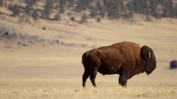 Solitário American Bison Pradaria Colorado Estados Unidos América Búfalo Americano — Vídeo de Stock