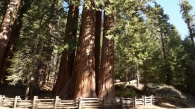 Sierra Nevada dev antik ormanı. Dev Sequoia ağaç closeup fotoğraf. California Sequoia ve Kral Kanyon Milli Parkları. Amerika Birleşik Devletleri
