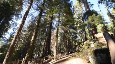 California, Amerika Birleşik Devletleri 'nde Sequoia Milli Parkı. Kamera hareketi