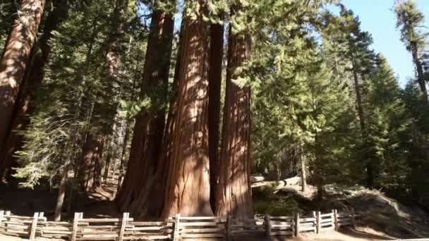 Sierra Nevada Riesiger Uralter Wald Riesenmammutbaum Nahaufnahme Foto Kalifornischer Mammutbaum — Stockvideo