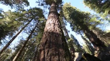 Dev Sekoya ağaçları sequoia Ulusal Ormanı, Kaliforniya, ABD.