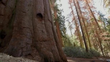 Kamera slayt hareket ile Dev Sequoia ağaç closeup. California Sierra Nevada Dağları.