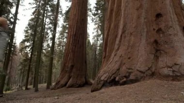 Eski orman keşfetmek sırt çantası ile Kafkas Hiker. Dev Redwood Sequoia ormanı.