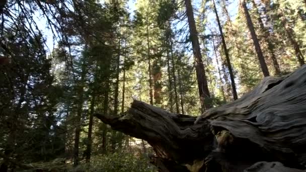 Gigantyczne Upadłe Sequoia Tree Zaloguj Się Sequoia National Forest California — Wideo stockowe