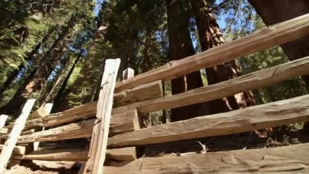 California Amerika Birleşik Devletleri Nde Sequoia Milli Parkı Kamera Hareketi — Stok video