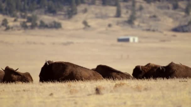 Amerikaanse Buffel Kudde Colorado Verenigde Staten Van Amerika Elven Miles — Stockvideo