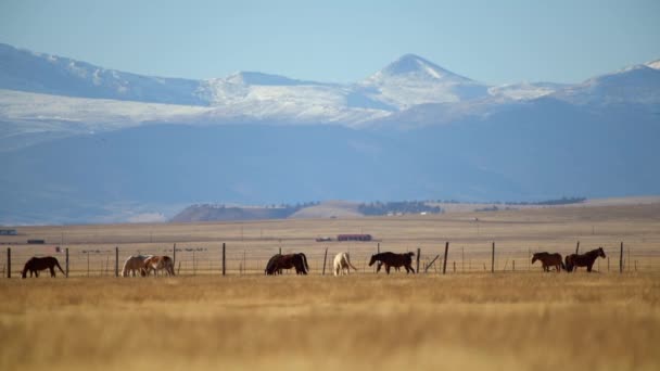 Colorado Countryside Vista Horses Grassland Colorado Countryside Vista Horses Grassland — Stock Video
