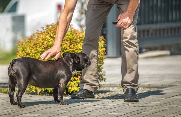 Cão acariciar por homens caucasianos — Fotografia de Stock