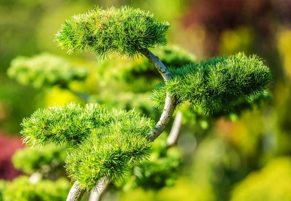 装饰性花园树 — 图库照片