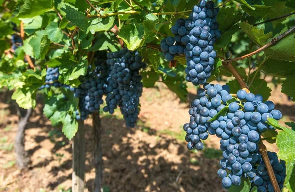 Hora de Verão Vinha Uvas — Fotografia de Stock