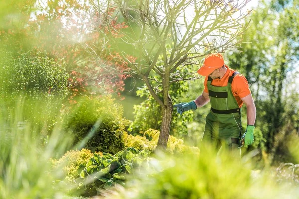Controleren van tuin bomen gezondheid — Stockfoto