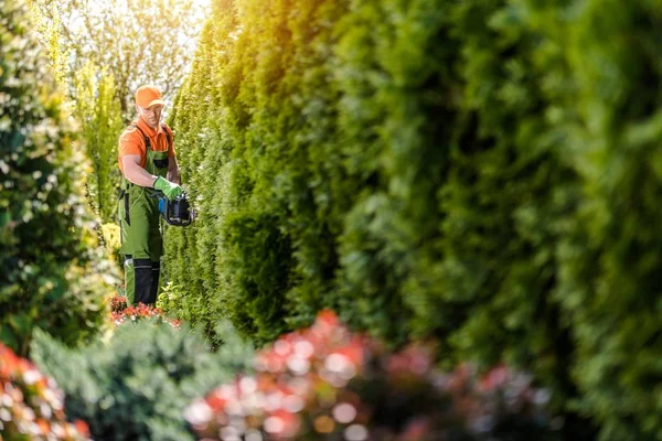 Homens aparando Thujas Hedge — Fotografia de Stock