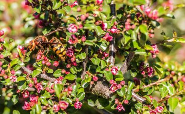 Hornet bir çiçek üzerinde