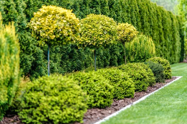 Fila de árvores de jardim — Fotografia de Stock