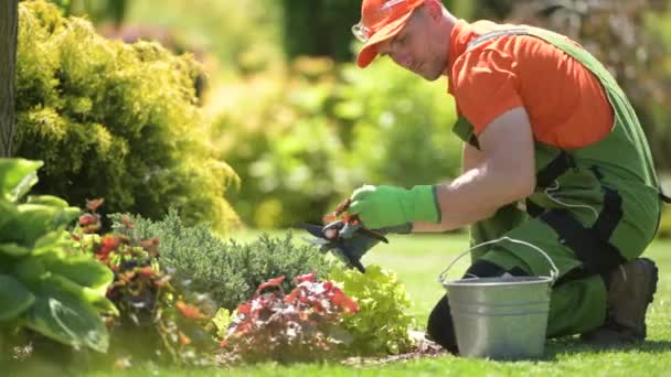 Jardineiro em seus 30 anos aparando ramos de plantas desnecessárias. Trabalho no jardim . — Vídeo de Stock