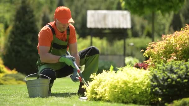Professionele tuinman trimmen planten in achtertuin tuin. — Stockvideo