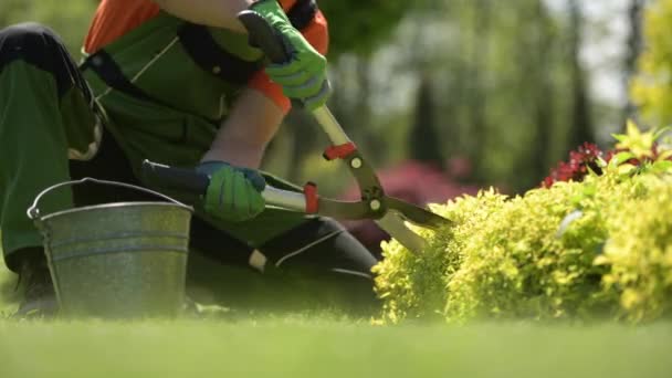 Landbouwsector. Tuinman trimmen planten met tuin schaar. Close-up video. — Stockvideo