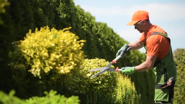 Voorjaar planten trimmen door professionele Kaukasische tuinman. — Stockvideo