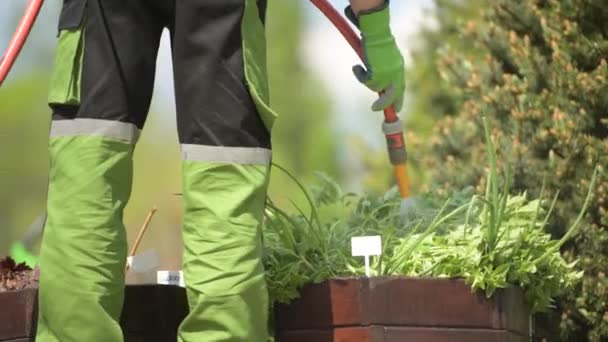 Pflege eines Gartens. Kräuter mit Gartenschlauch gießen. — Stockvideo