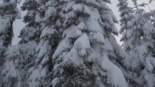 Scenérie Zimní Meteorologické Krajiny Smrkové Lesy Pokryté Těžkým Sněhem — Stock video