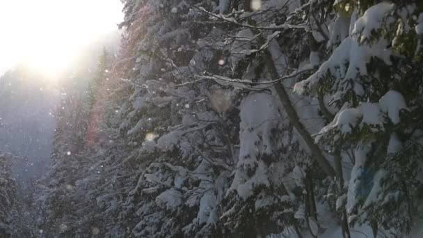 Filmati Rallentatore Caduta Della Neve Del Paesaggio Invernale — Video Stock